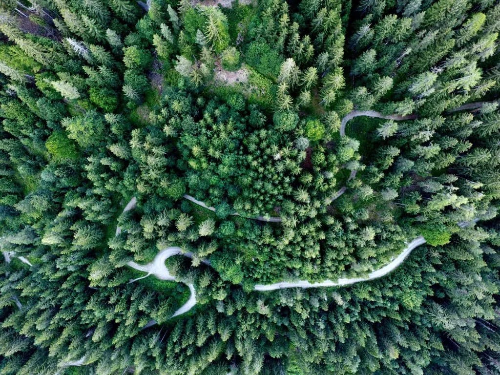 Dense forest canopy with a winding gravel road, seen from directly above — drone aerial photography.
